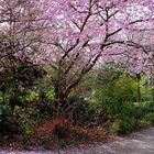 Zarte Farben im Park