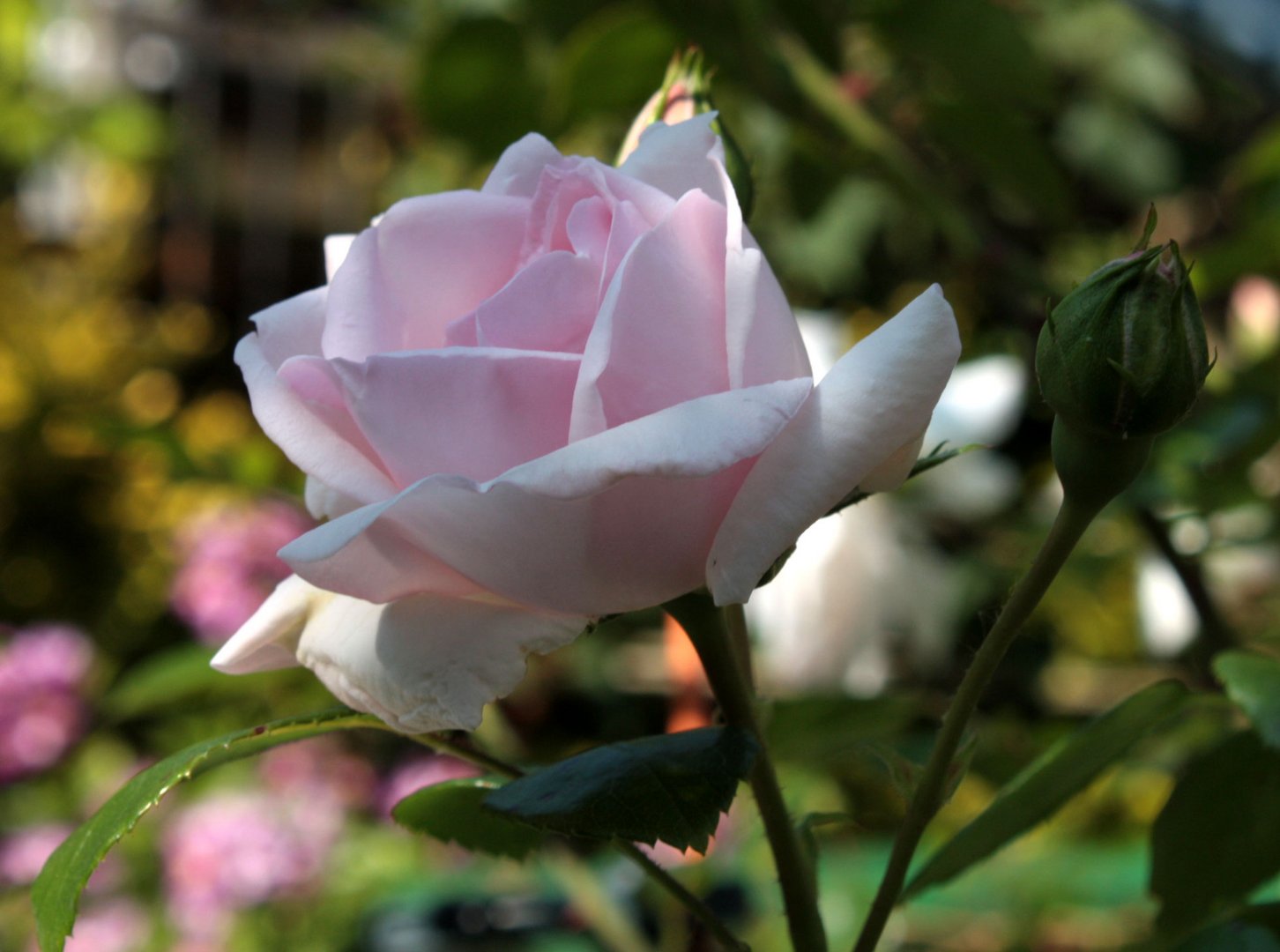 zarte Farben im Schatten