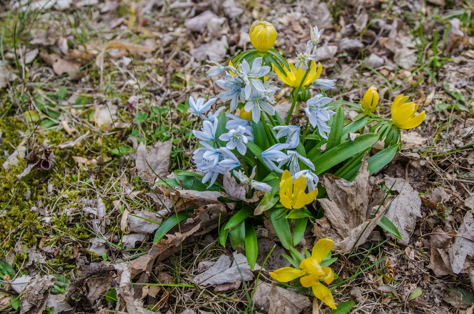 Zarte Farben zum Frühlingsbeginn