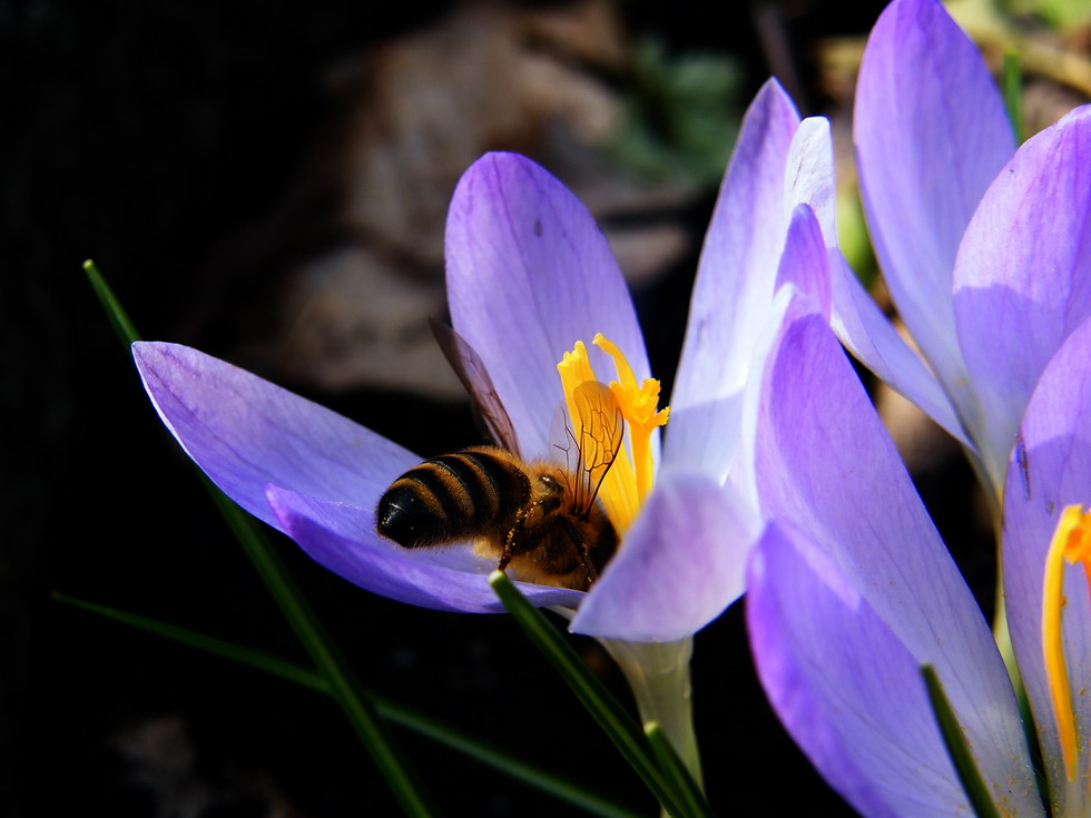 Zarte Flügeläderchen im Blütenstengel