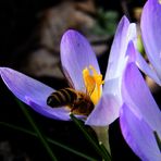 Zarte Flügeläderchen im Blütenstengel