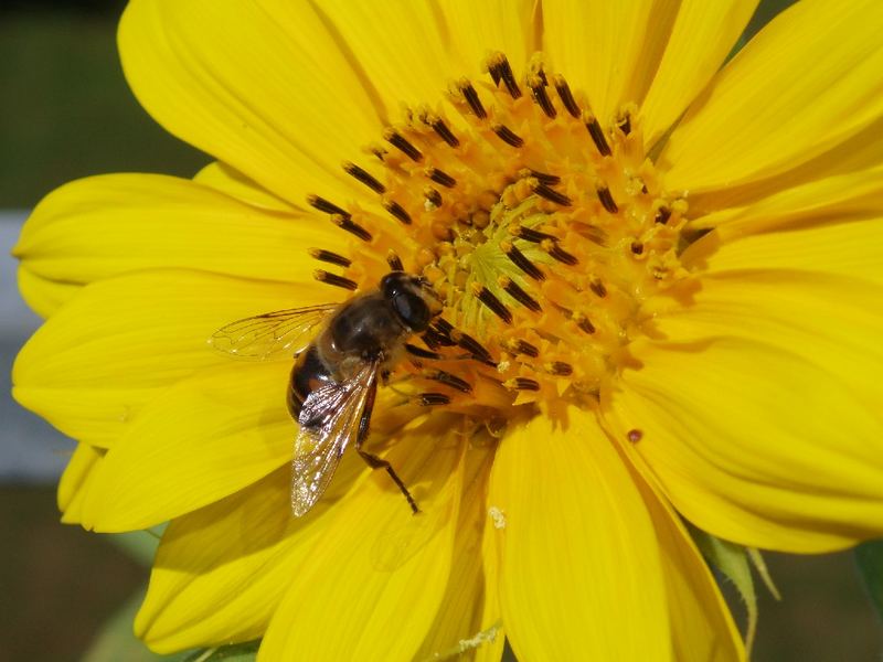 zarte Flügelchen im Sonnenlicht