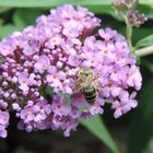 Zarte Flügeln auf zarten Blüten