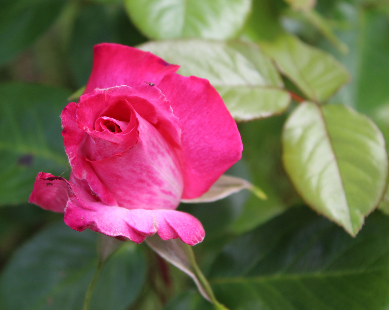 zarte Freitagsrosenblüte von Anfang der Woche