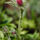 Zarte Frühlingsblüte