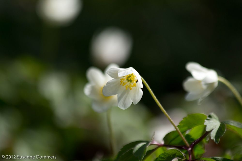 Zarte Frühlingsblüte