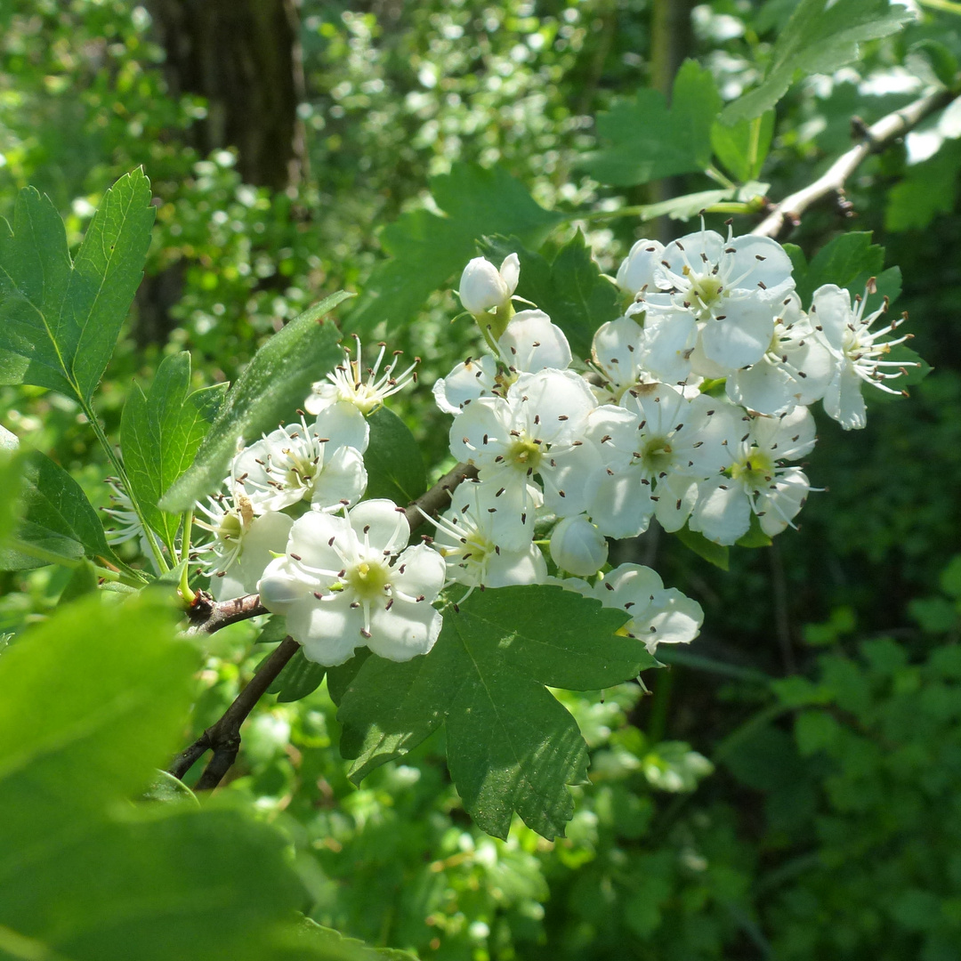 Zarte Frühlingsblüten