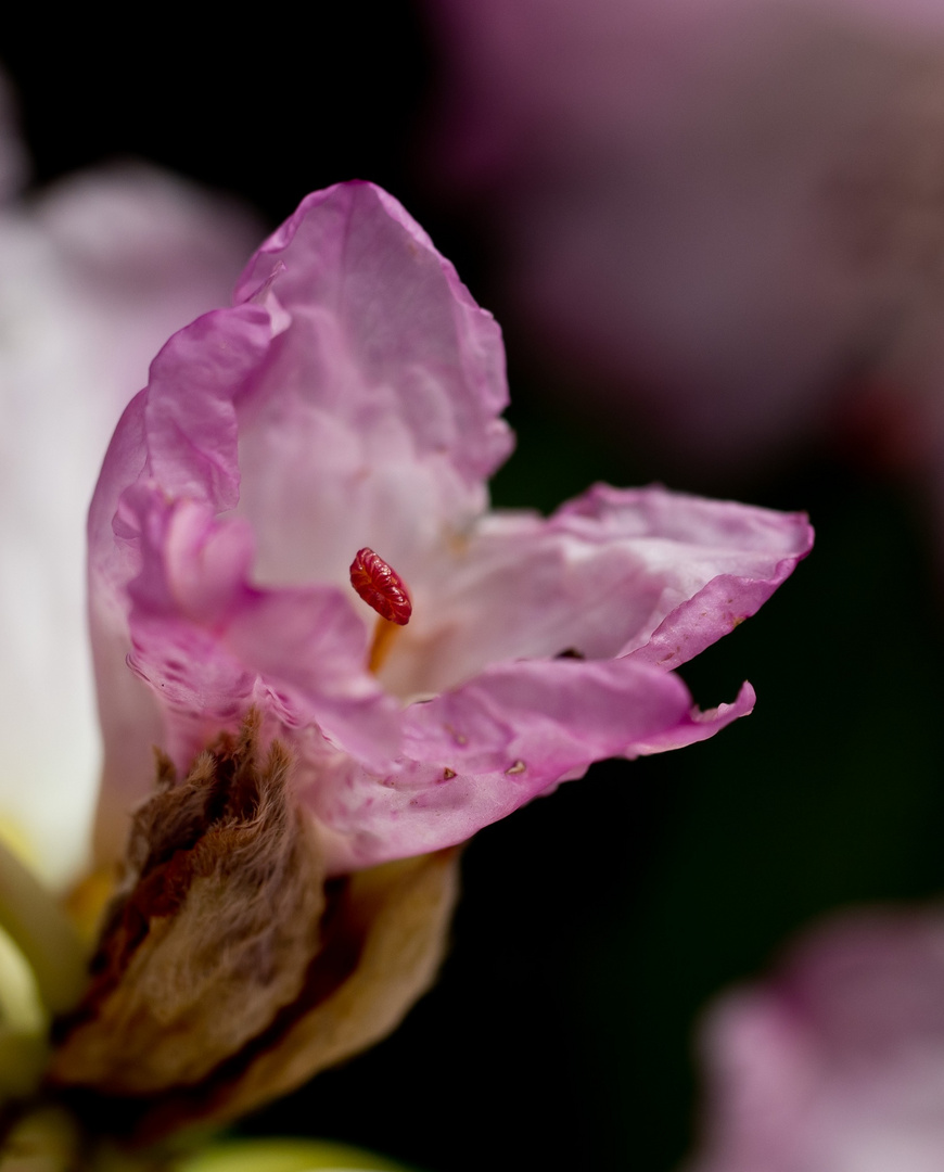 Zarte Frühlingsblüten