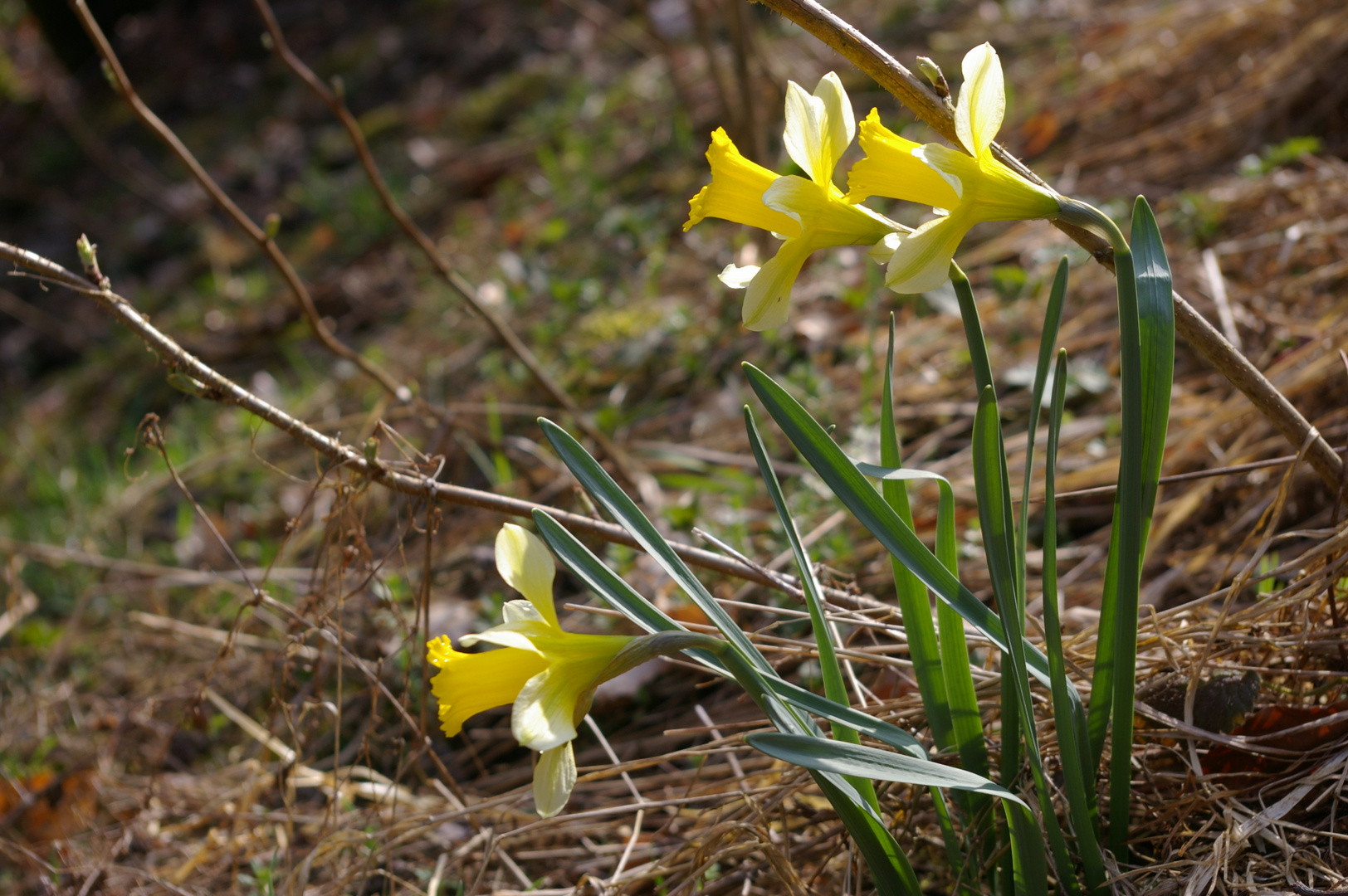 Zarte Frühlingsboten