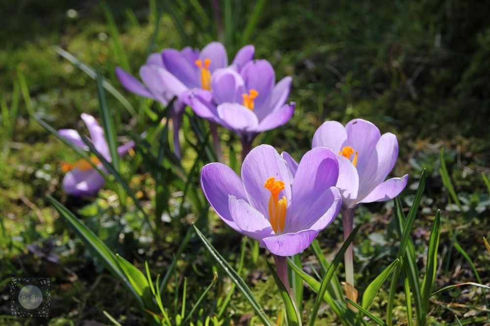 Zarte Frühlingsboten