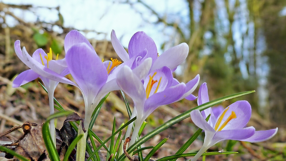 Zarte Frühlingsboten