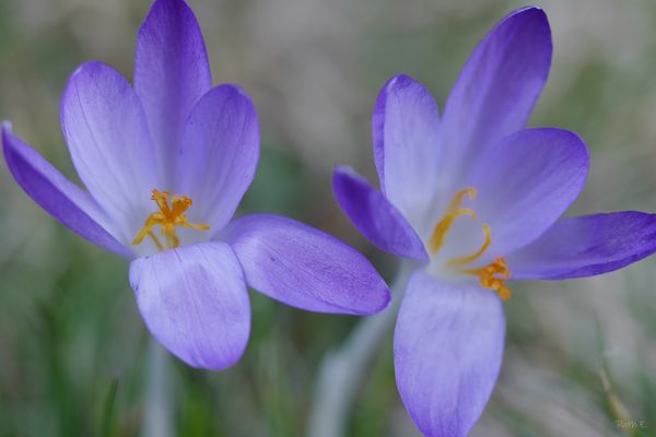 Zarte Frühlingsboten