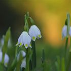 Zarte Frühlingsboten