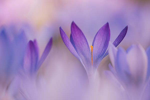 Zarte Frühlingsboten