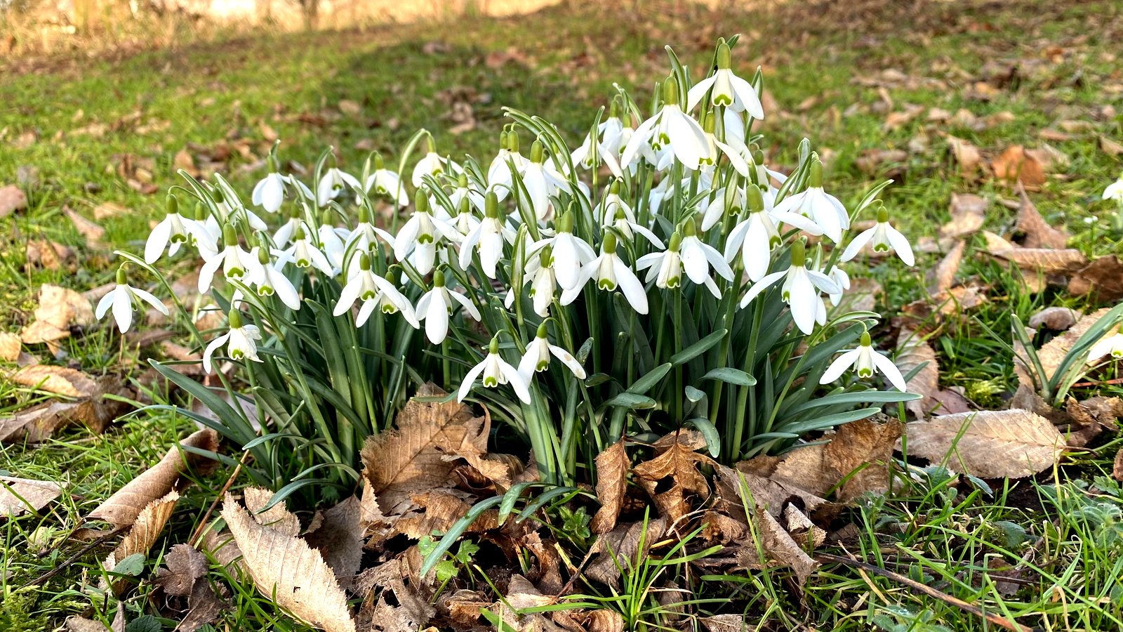 Zarte Frühlingsboten