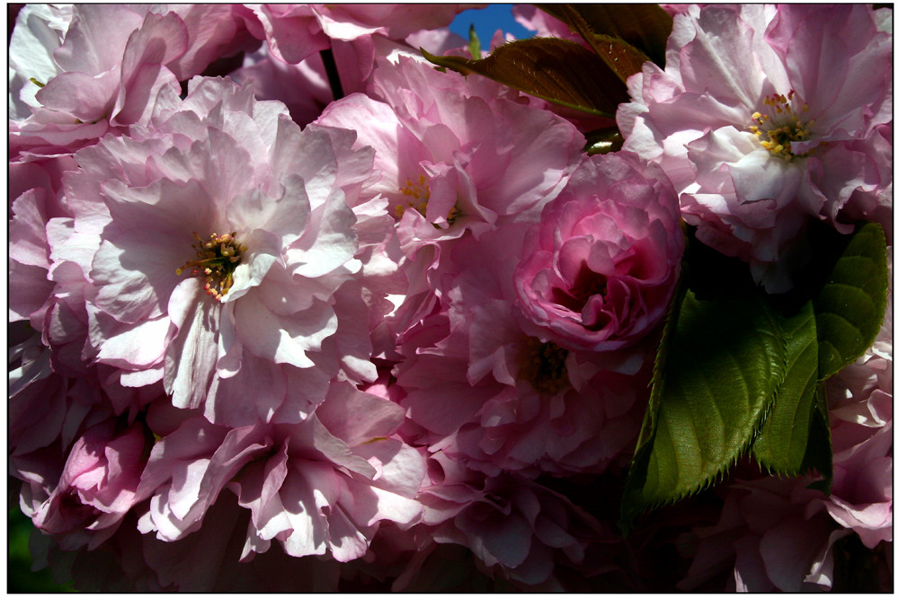 zarte Frühlingsgrüße - Baumblüte in Werder / Havel (1)