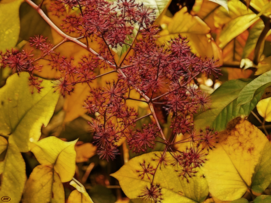 Zarte Geschenke des Herbstes...