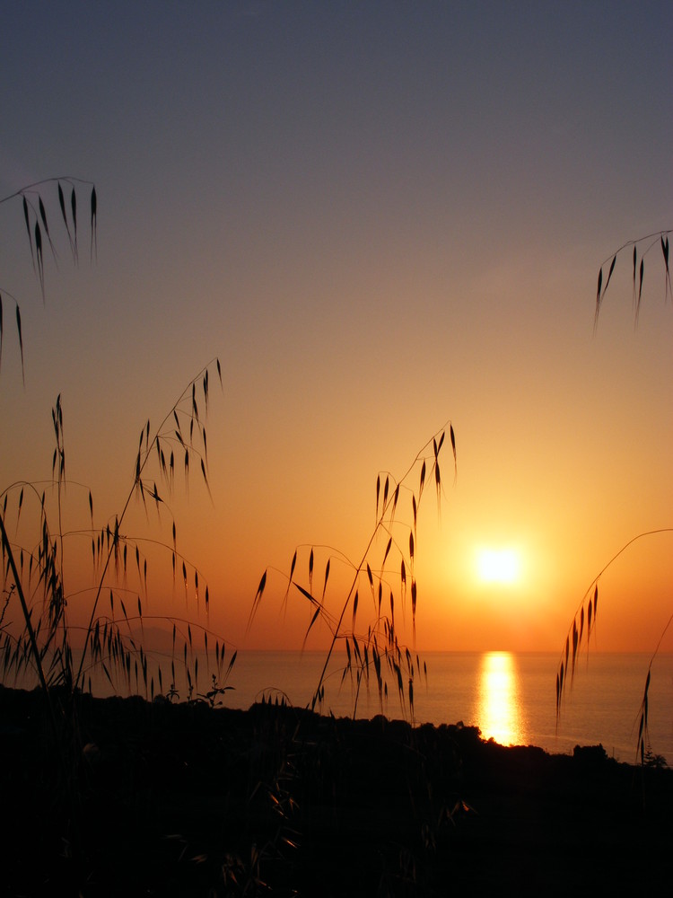 Zarte Graeser im Abendlicht