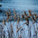 zarte Halme am Seeufer im Wind ...oder die Sehnsucht nach Geborgenheit