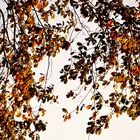 zarte Herbstblätter am Ende des Herbstes