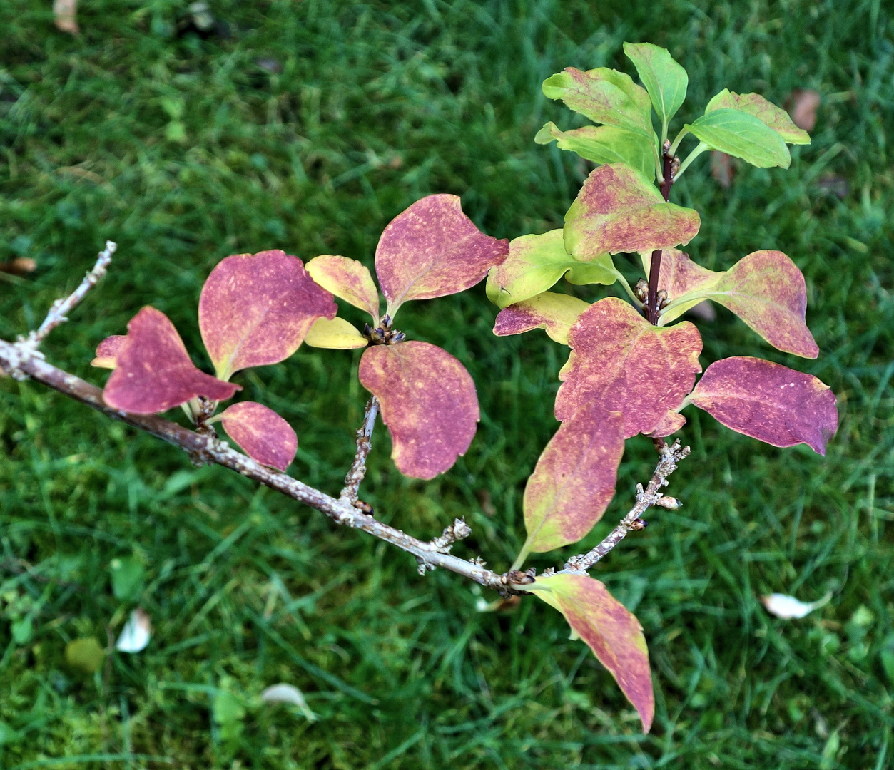 zarte herbstfarben