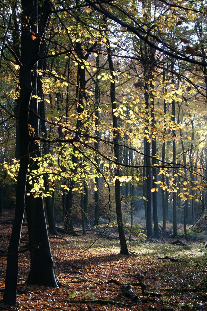 Zarte Herbstsonne