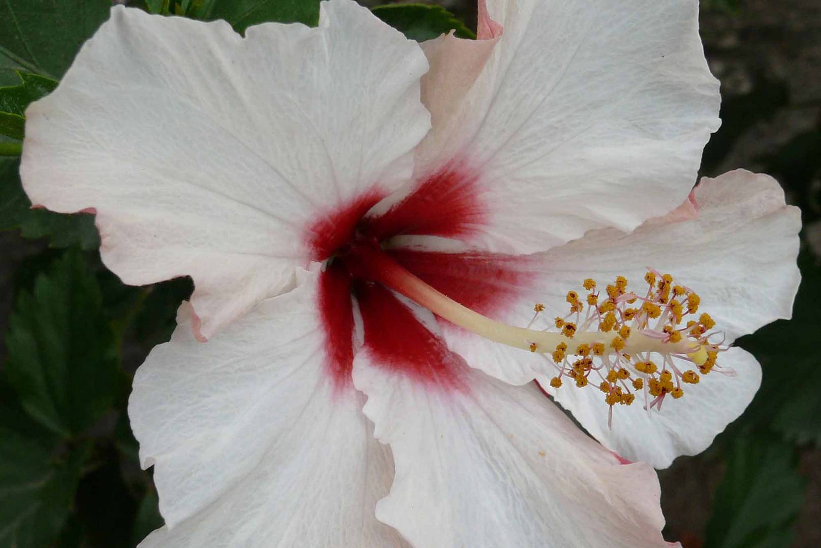 zarte Hibiscus-Blüte