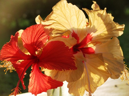 zarte Hibiskusblüten