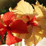 zarte Hibiskusblüten