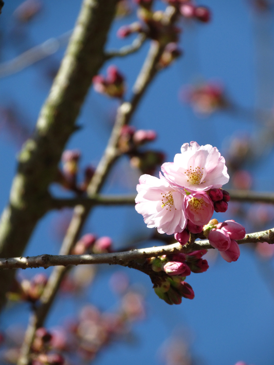 zarte Kirschblüten