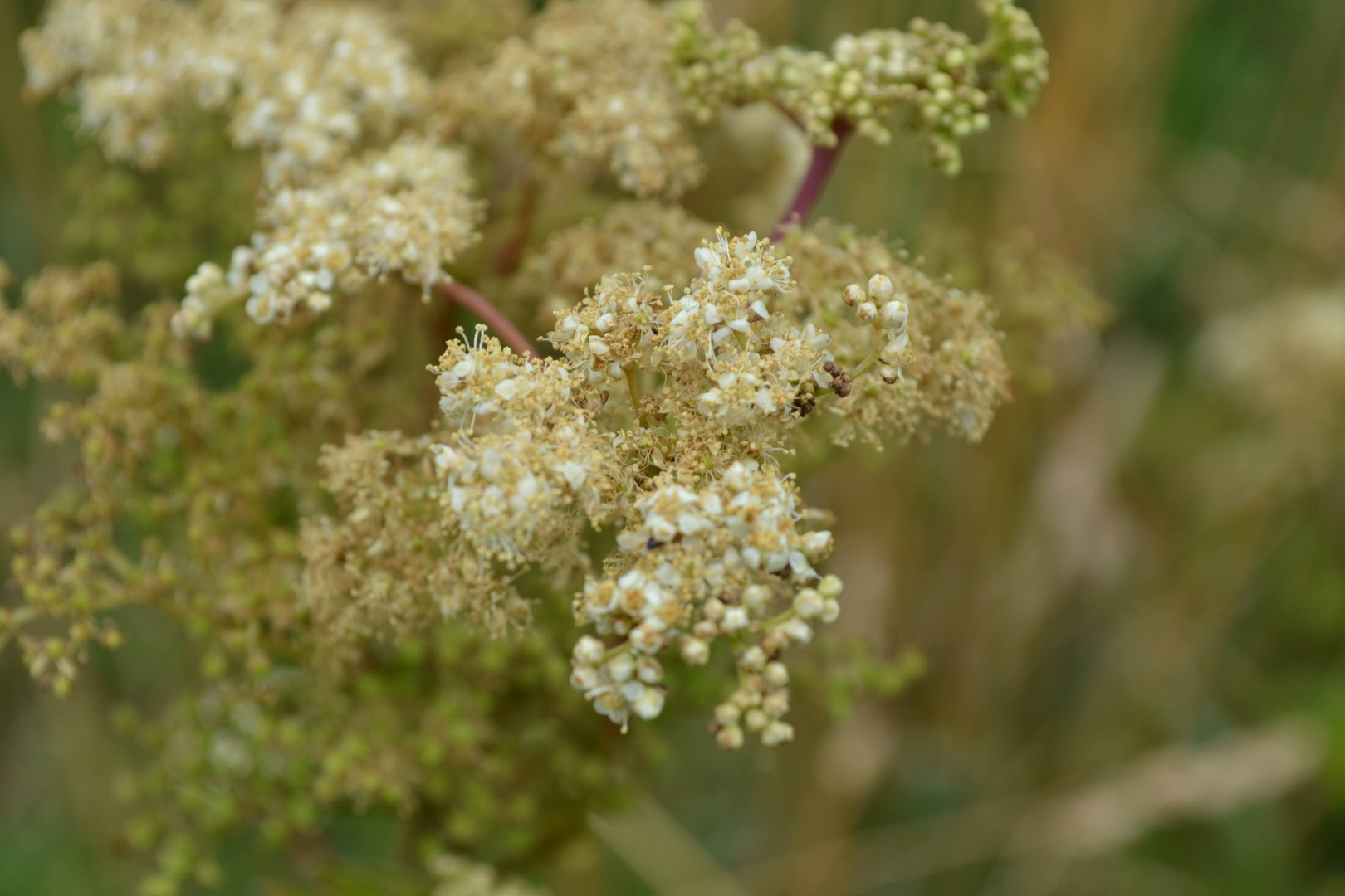 zarte kleine Blüten 