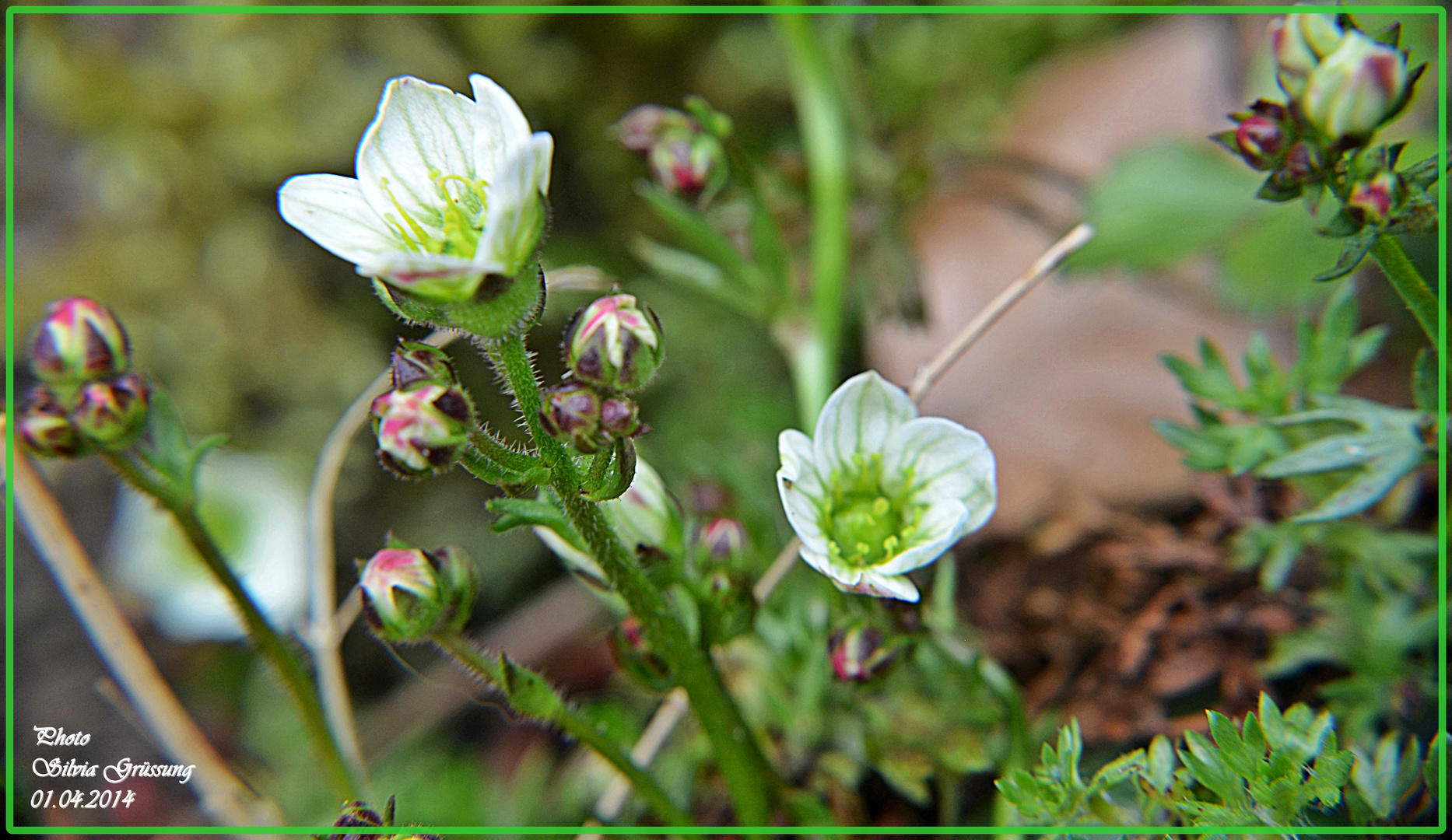 zarte kleine Blüten