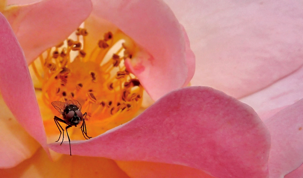 Zarte kleine Fliege auf Heckenrose