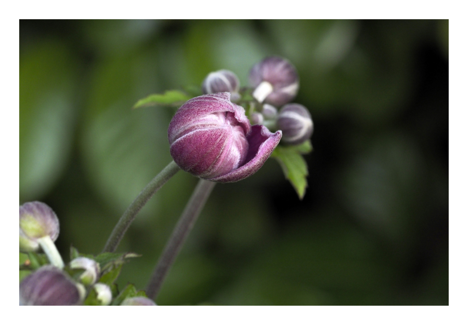 Zarte Knospe einer Anemone im Garten daheim