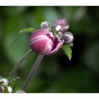 Zarte Knospe einer Anemone im Garten daheim