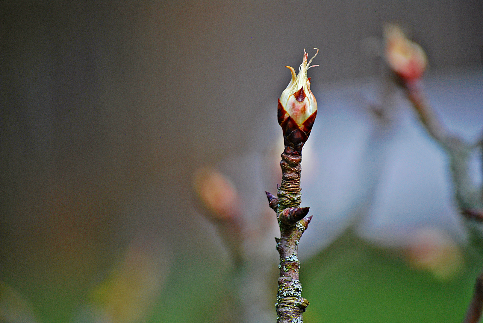 zarte Knospen...