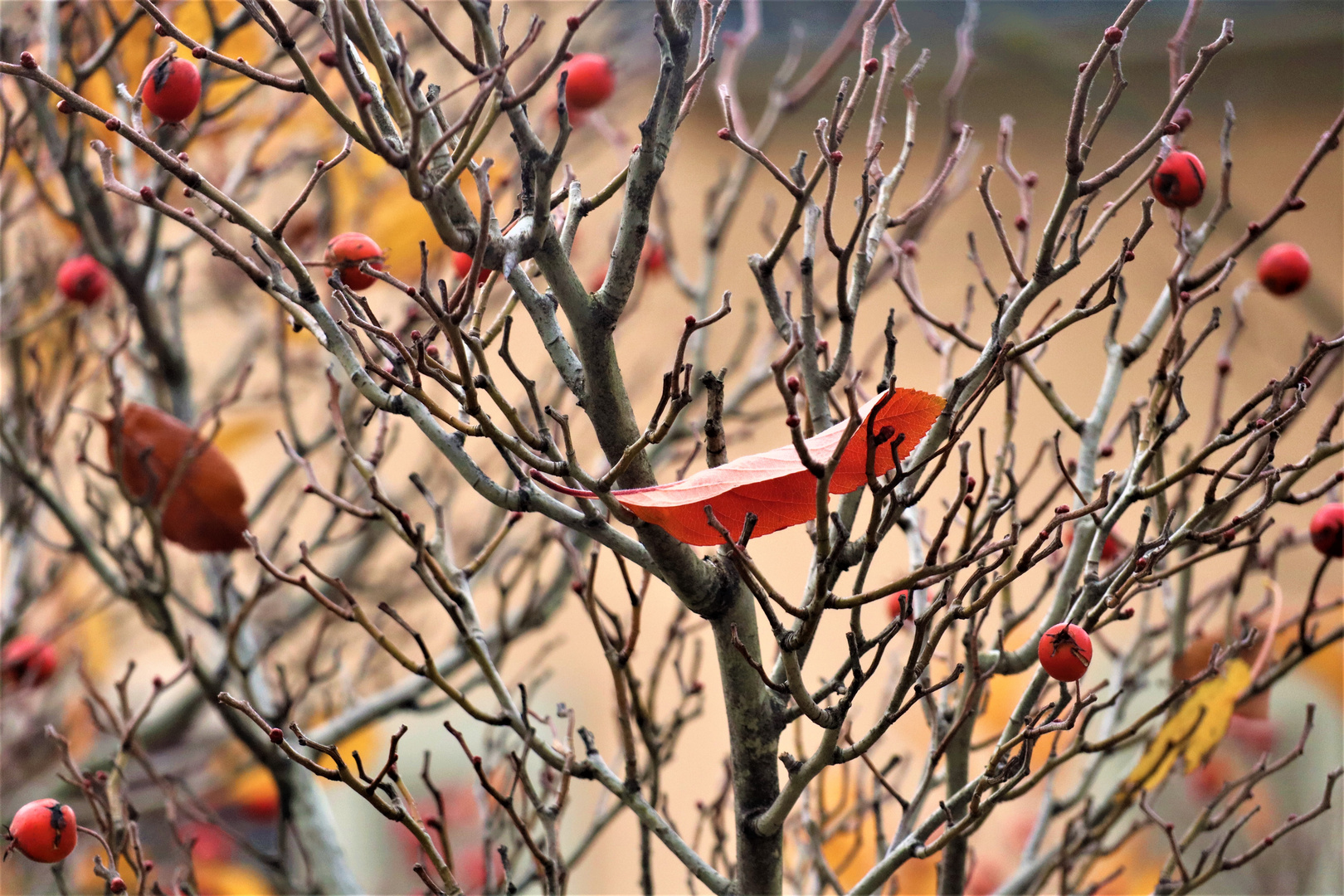 Zarte letzte Herbstgrüsse