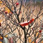 Zarte letzte Herbstgrüsse