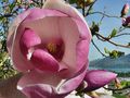 zarte Magnolien by Juan 