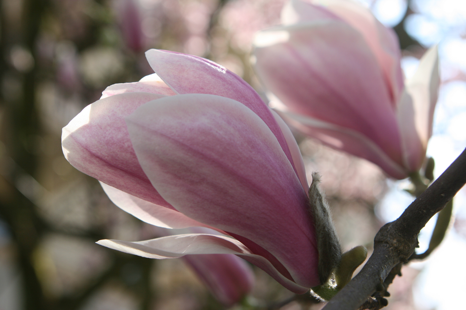 Zarte Magnolienblüten