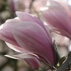 Zarte Magnolienblüten