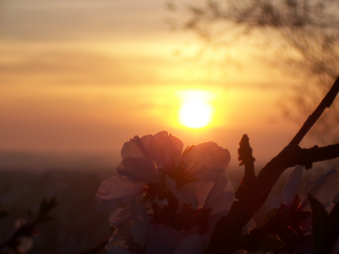 Zarte Mandelblüte im Sonnenaufgang