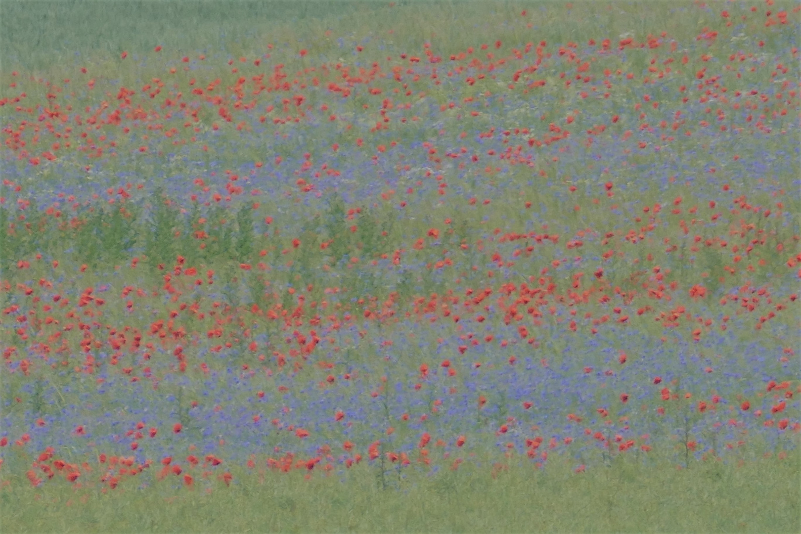 zarte Mohn und Kornblumen ein Hauch von Aquarell