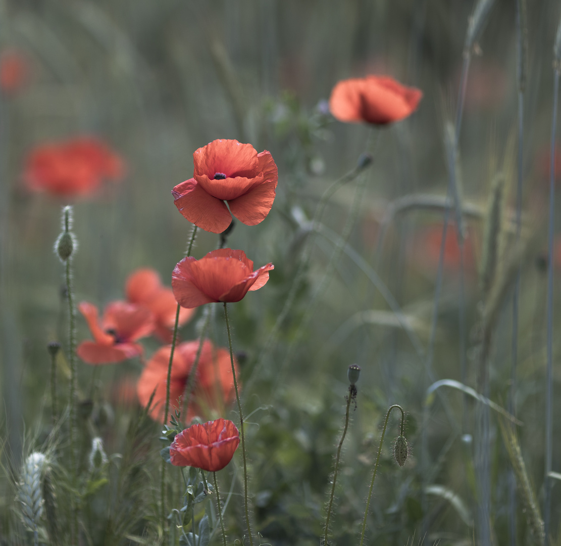 Zarte Mohnblüten ...