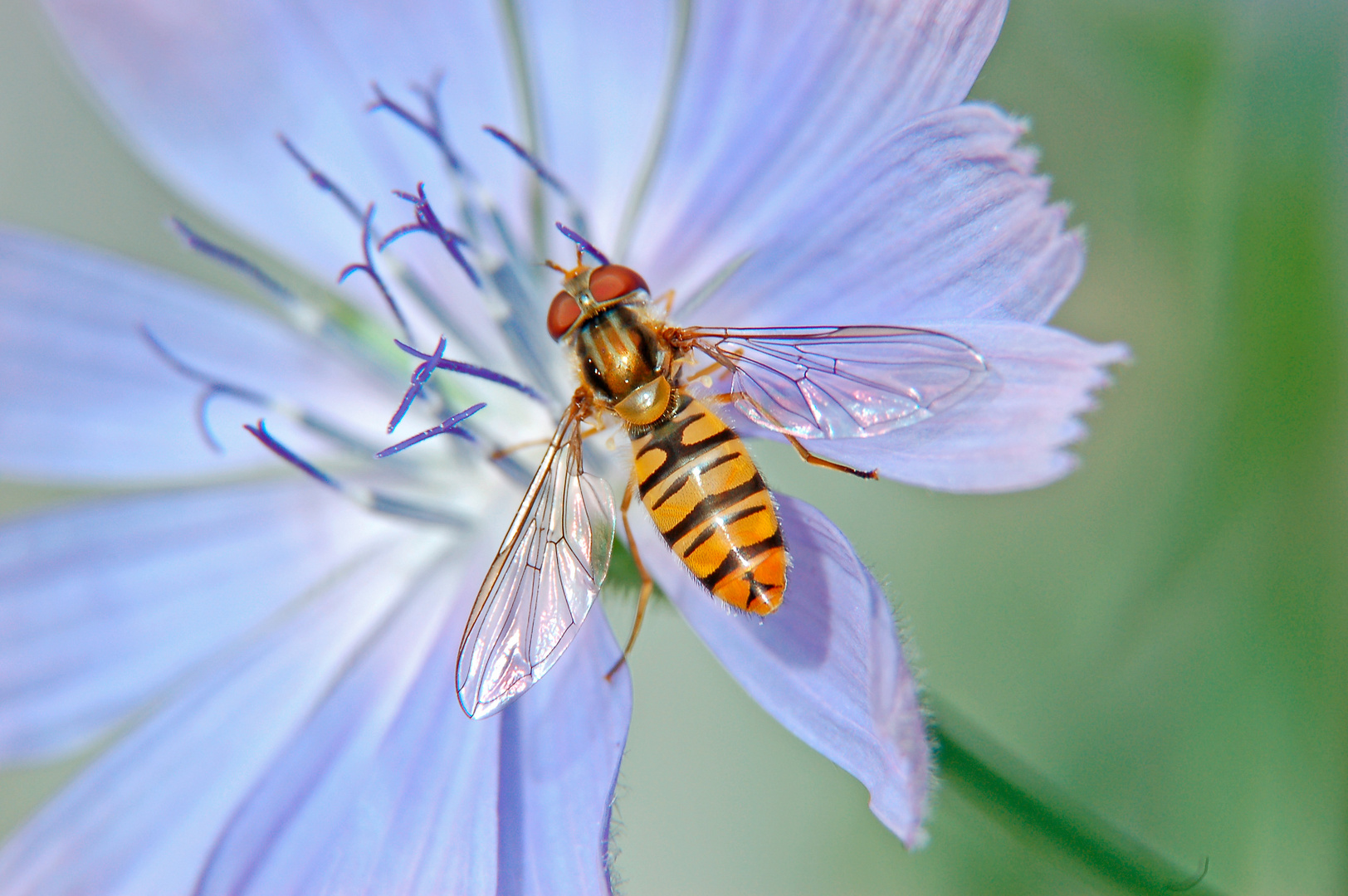 Zarte Natur