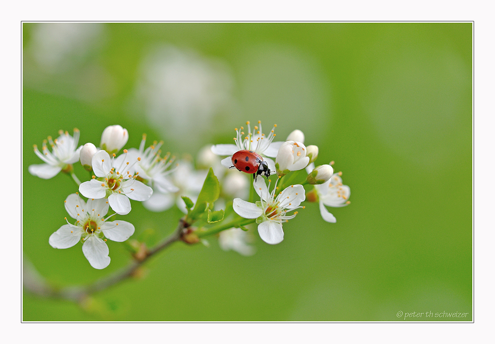 zarte Natur