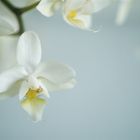 zarte Orchidee 1