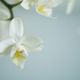 zarte Orchidee 1