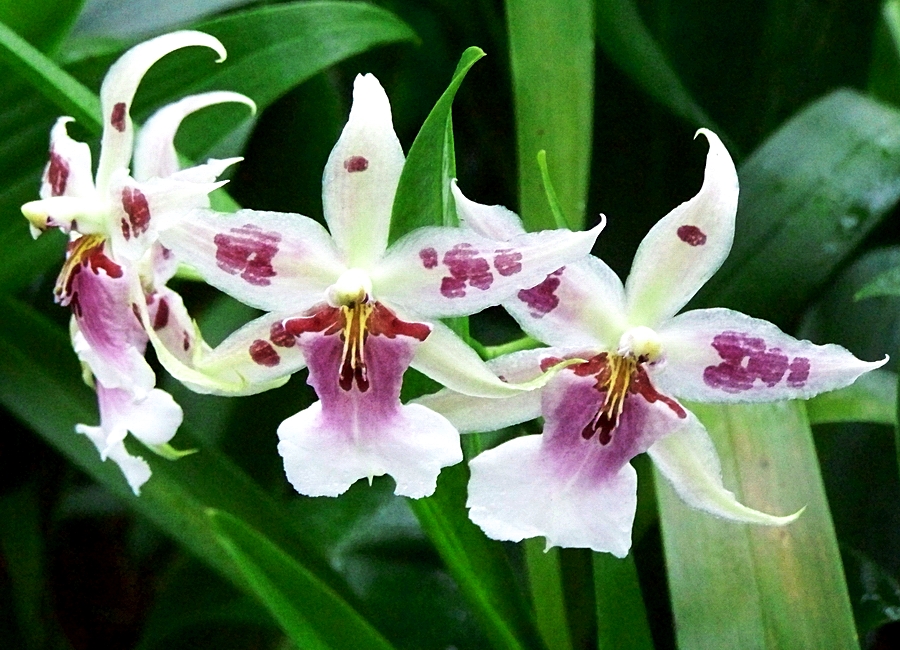 Zarte Orchidee