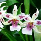 Zarte Orchidee